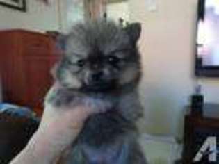 Pomeranian Puppy for sale in COLVILLE, WA, USA