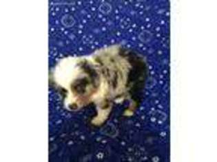 Miniature Australian Shepherd Puppy for sale in Paynesville, MN, USA