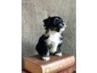 Shorkie Tzu Puppy for sale in Portland, OR, USA
