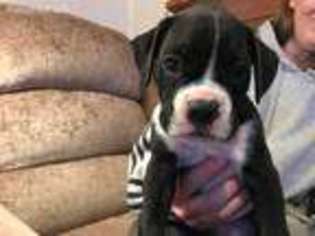 Boxer Puppy for sale in Rockford, IL, USA