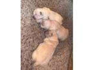 Mutt Puppy for sale in Sterling, OH, USA