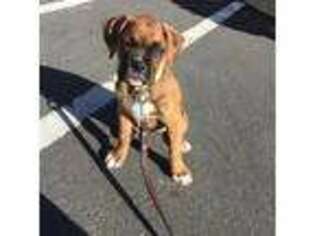 Boxer Puppy for sale in Sebree, KY, USA