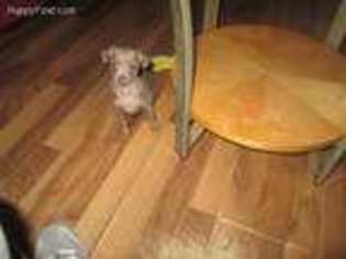 Miniature Pinscher Puppy for sale in Myrtle Beach, SC, USA