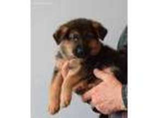 German Shepherd Dog Puppy for sale in Pandora, OH, USA