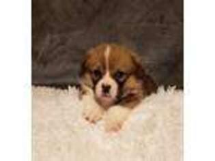 Pembroke Welsh Corgi Puppy for sale in Wise, VA, USA