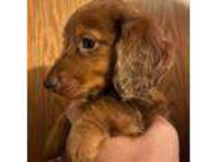 Dachshund Puppy for sale in Carbondale, IL, USA