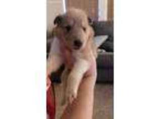 Collie Puppy for sale in Las Vegas, NV, USA