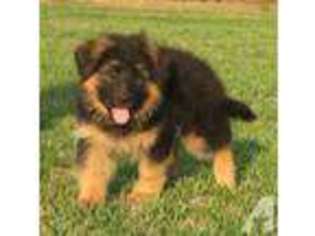 Mutt Puppy for sale in FRANKLINTON, NC, USA