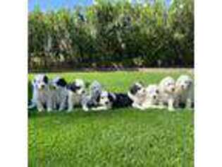 Portuguese Water Dog Puppy for sale in Las Vegas, NV, USA