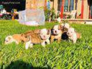 Olde English Bulldogge Puppy for sale in Marlette, MI, USA