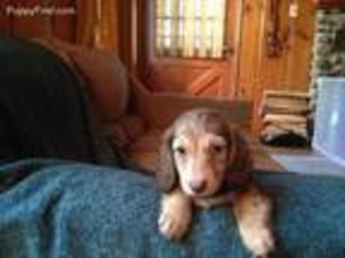 Dachshund Puppy for sale in Idyllwild, CA, USA