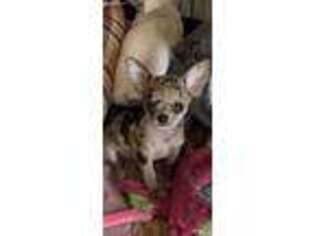 Chihuahua Puppy for sale in Albany, NY, USA