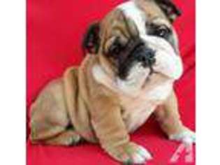 Bulldog Puppy for sale in DEERFIELD BEACH, FL, USA