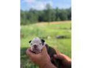 Bulldog Puppy for sale in Alton, MO, USA