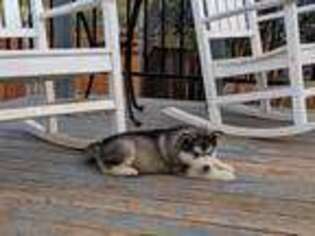 Alaskan Malamute Puppy for sale in Paso Robles, CA, USA