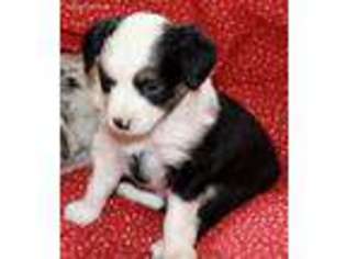 Miniature Australian Shepherd Puppy for sale in Ellensburg, WA, USA