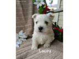 West Highland White Terrier Puppy for sale in Colby, WI, USA