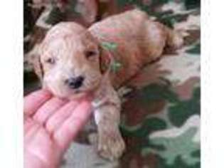 Goldendoodle Puppy for sale in Mount Pleasant, UT, USA