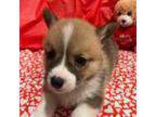 Pembroke Welsh Corgi Puppy for sale in San Jacinto, CA, USA