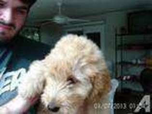 Labradoodle Puppy for sale in MELBOURNE, FL, USA