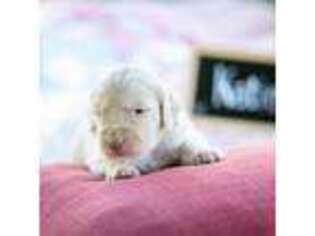 Mutt Puppy for sale in Vandalia, MI, USA