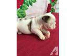 Bulldog Puppy for sale in MERIDIAN, MS, USA