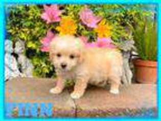 Mutt Puppy for sale in Livingston, CA, USA