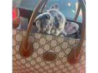 French Bulldog Puppy for sale in Stephens, AR, USA