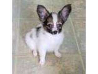 Papillon Puppy for sale in Grand Saline, TX, USA