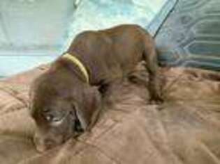 German Shorthaired Pointer Puppy for sale in Mocksville, NC, USA