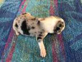 Australian Shepherd Puppy for sale in Sunman, IN, USA