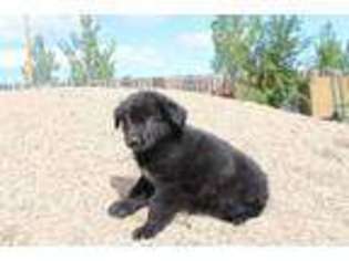 Tibetan Mastiff Puppy for sale in Pearce, AZ, USA