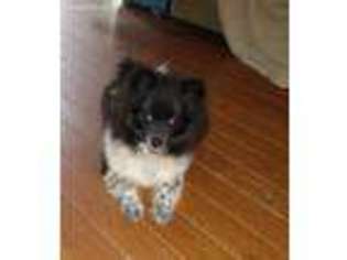 Pomeranian Puppy for sale in Lincoln, NE, USA