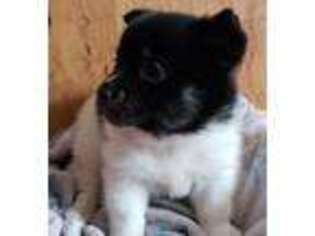 Mutt Puppy for sale in Newaygo, MI, USA
