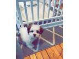 Mutt Puppy for sale in Holbrook, MA, USA