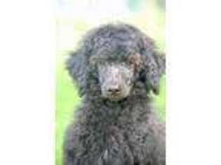 Mutt Puppy for sale in Marshallville, OH, USA