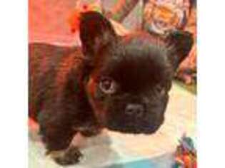 French Bulldog Puppy for sale in Manning, SC, USA