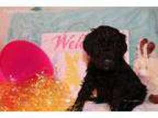 Labradoodle Puppy for sale in Seligman, MO, USA
