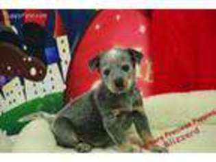 Australian Cattle Dog Puppy for sale in Hickory, NC, USA
