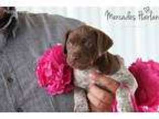 German Shorthaired Pointer Puppy for sale in Hondo, TX, USA