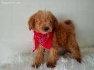 Goldendoodle Puppy for sale in South Holland, IL, USA