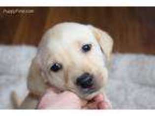 Labrador Retriever Puppy for sale in Logan, UT, USA