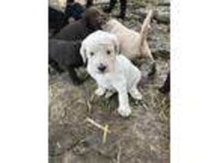 Labradoodle Puppy for sale in Branson, MO, USA
