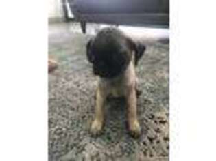 Pug Puppy for sale in Miami, FL, USA