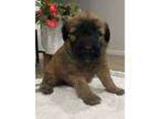 Soft Coated Wheaten Terrier Puppy for sale in Milford, IN, USA