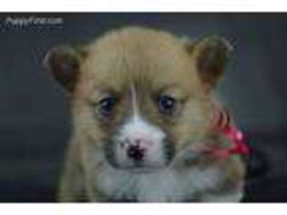 Pembroke Welsh Corgi Puppy for sale in Fountain, CO, USA