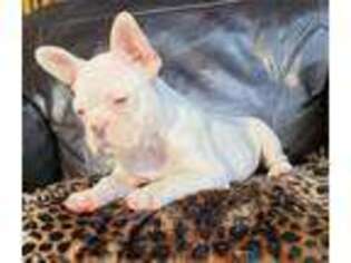 French Bulldog Puppy for sale in Reading, PA, USA