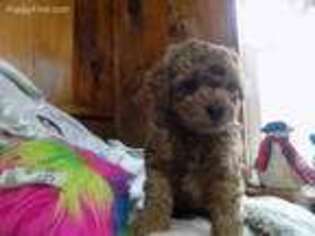 Mutt Puppy for sale in Ilion, NY, USA