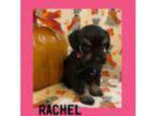 Mutt Puppy for sale in Warrenton, OR, USA