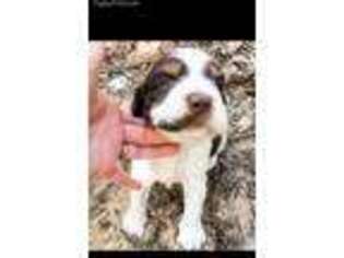 English Springer Spaniel Puppy for sale in Norman Park, GA, USA